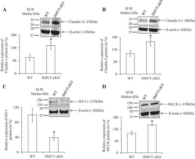 Claudin 1 Antibody in Western Blot (WB)