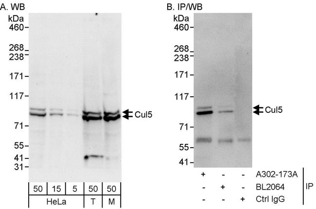 Cul5 Antibody in Western Blot (WB)