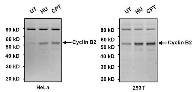 Cyclin B2 Antibody in Western Blot (WB)