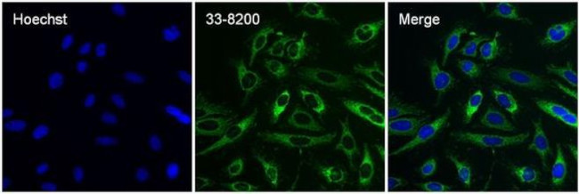 Cytochrome C Antibody in Immunocytochemistry (ICC/IF)