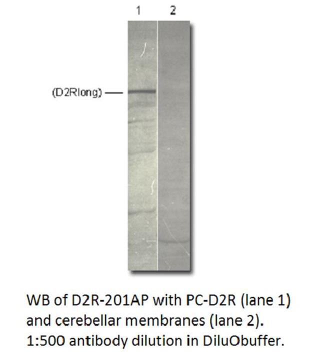 Dopamine D2 Receptor Antibody in Western Blot (WB)