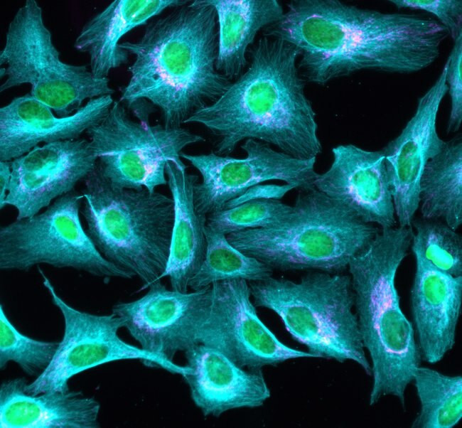 Rabbit IgG (H+L) Highly Cross-Adsorbed Secondary Antibody in Immunocytochemistry (ICC/IF)