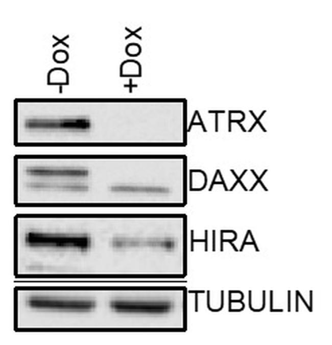 DAXX Antibody in Western Blot (WB)