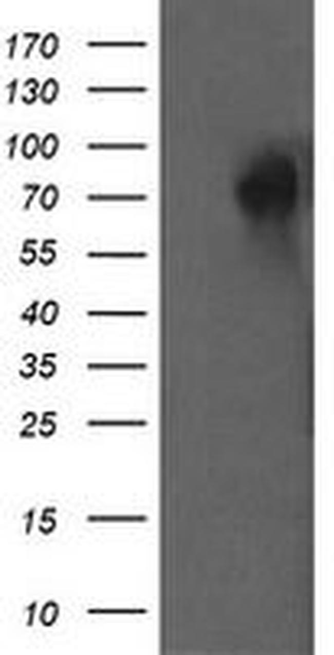 DEF6 Antibody in Western Blot (WB)
