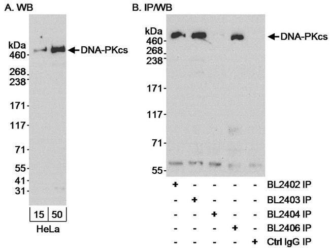 DNA-PKcs Antibody in Western Blot (WB)