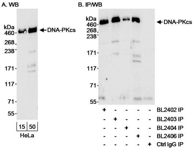 DNA-PKcs Antibody in Western Blot (WB)