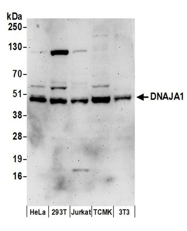 DNAJA1 Antibody in Western Blot (WB)