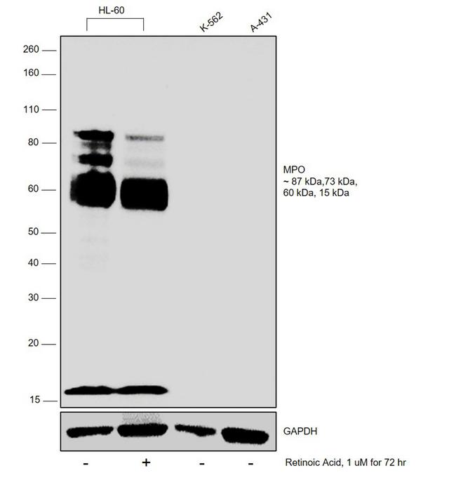 Myeloperoxidase Antibody in Western Blot (WB)