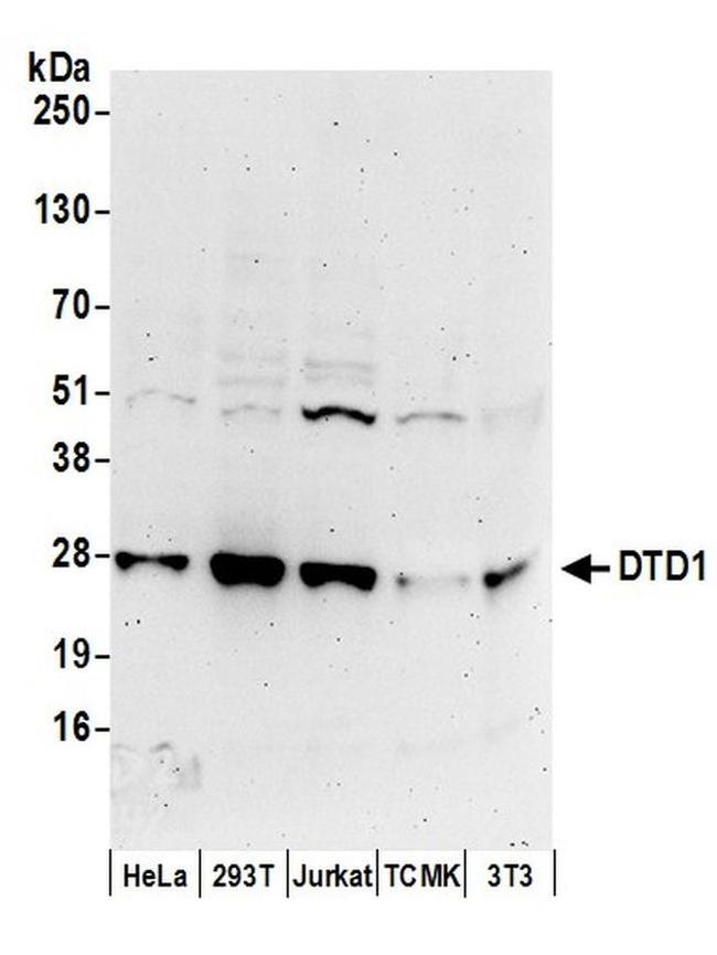 DTD1 Antibody in Western Blot (WB)