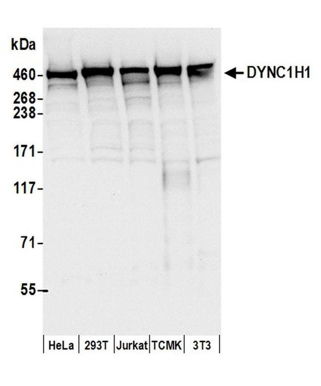 DYNC1H1 Antibody in Western Blot (WB)