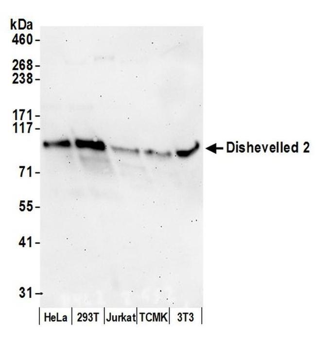 Dishevelled 2 Antibody in Western Blot (WB)