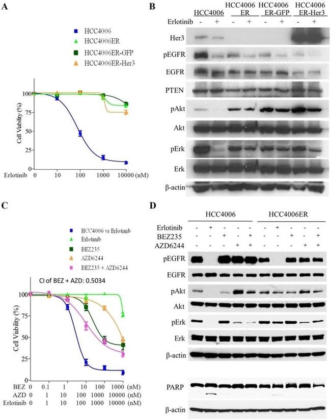 Phospho-EGFR (Tyr1068) Antibody in Western Blot (WB)