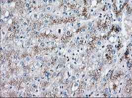 EIF2S1 Antibody in Immunohistochemistry (Paraffin) (IHC (P))