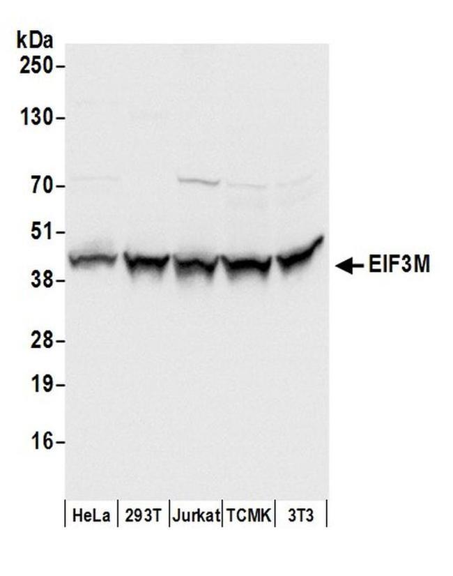 EIF3M Antibody in Western Blot (WB)