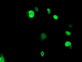 ELK3 Antibody in Immunocytochemistry (ICC/IF)