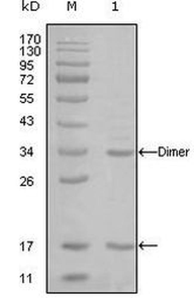 p300 Antibody in Western Blot (WB)