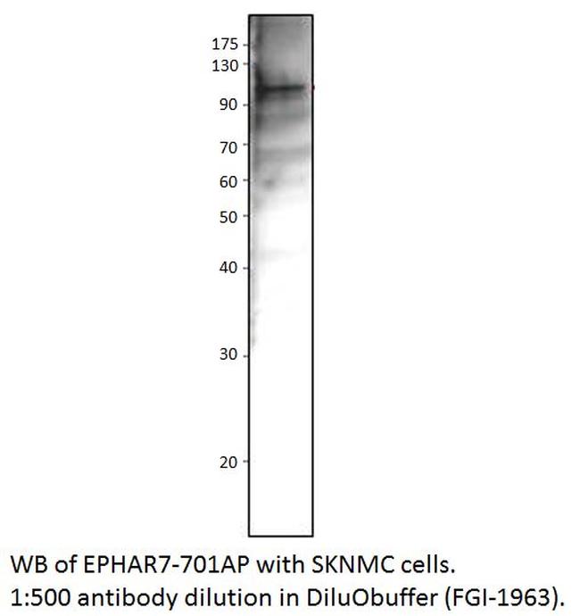 Ephrin Receptor A7 Antibody in Western Blot (WB)