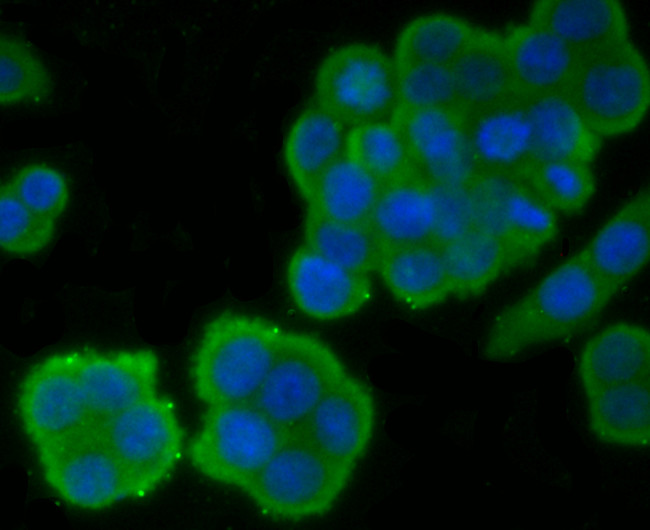 EGFR Antibody in Immunocytochemistry (ICC/IF)