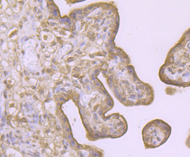 LAMP2a Antibody in Immunohistochemistry (Paraffin) (IHC (P))