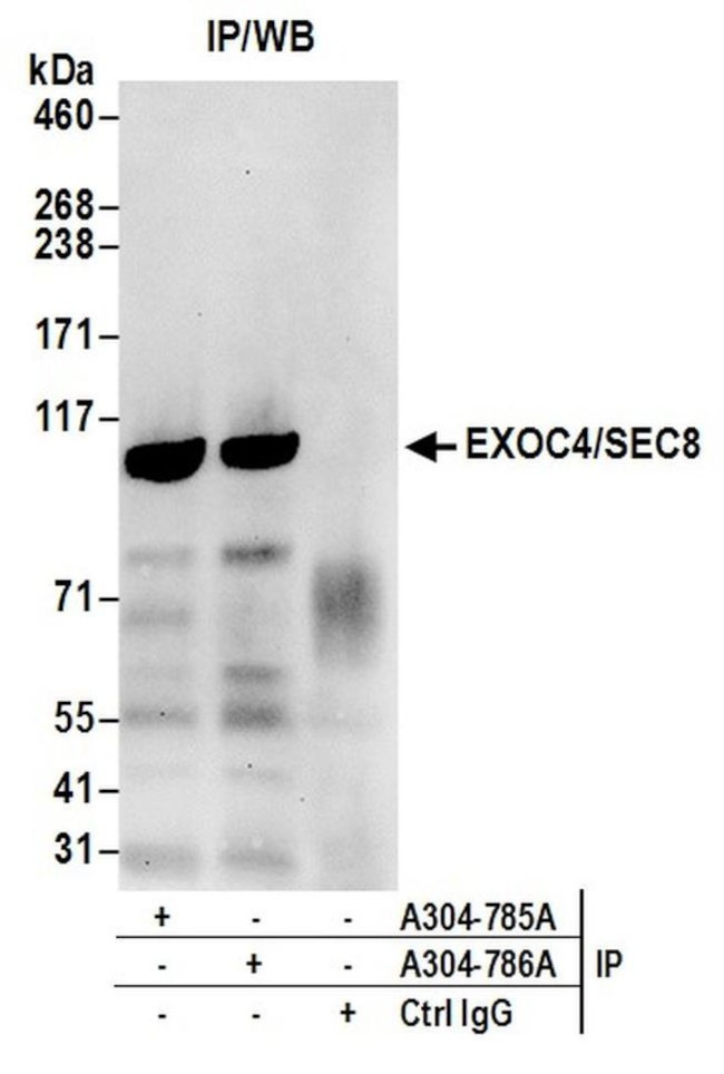 EXOC4/SEC8 Antibody in Immunoprecipitation (IP)