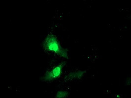 EXOSC7 Antibody in Immunocytochemistry (ICC/IF)