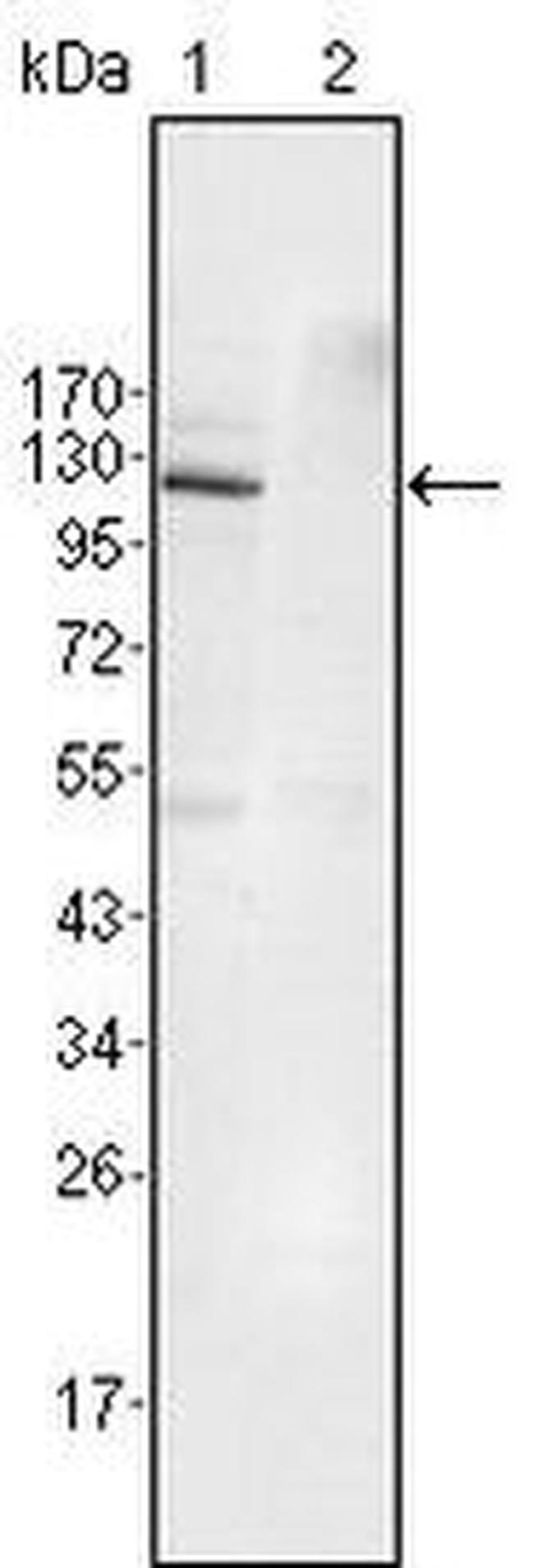 EphB4 Antibody in Western Blot (WB)