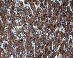 FAHD2A Antibody in Immunohistochemistry (Paraffin) (IHC (P))