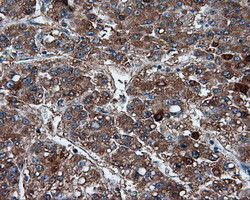 FAHD2A Antibody in Immunohistochemistry (Paraffin) (IHC (P))