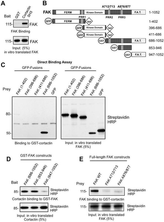 Phospho-FAK (Tyr397) Antibody in Western Blot (WB)