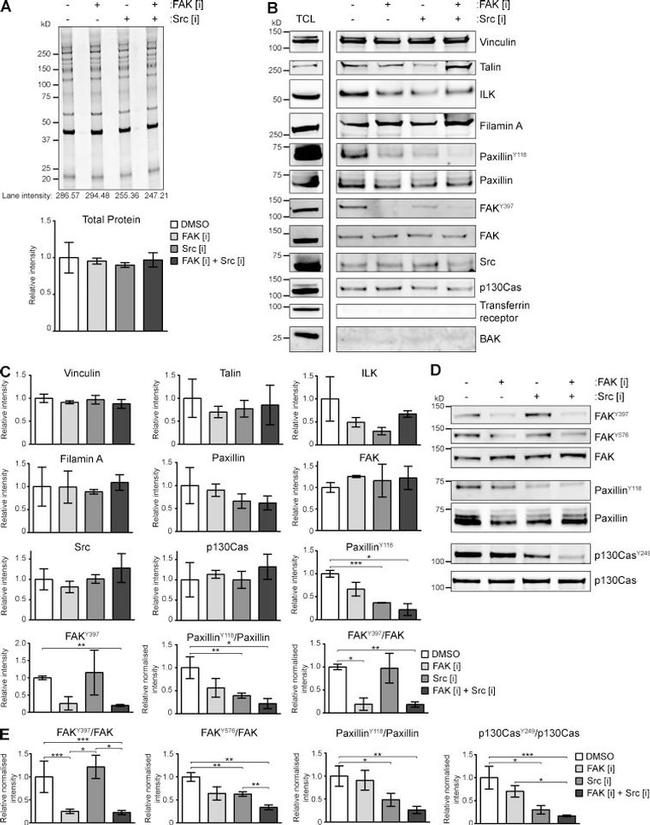 Phospho-Paxillin (Tyr118) Antibody in Western Blot (WB)