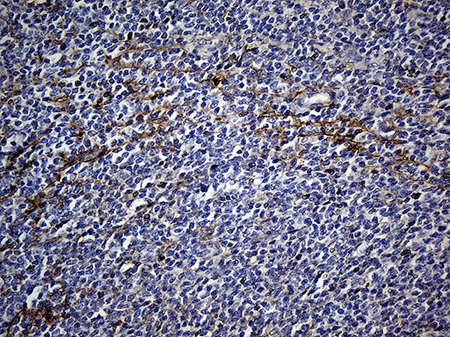 FAM151B Antibody in Immunohistochemistry (Paraffin) (IHC (P))