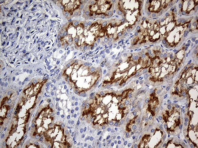 FAM151B Antibody in Immunohistochemistry (Paraffin) (IHC (P))