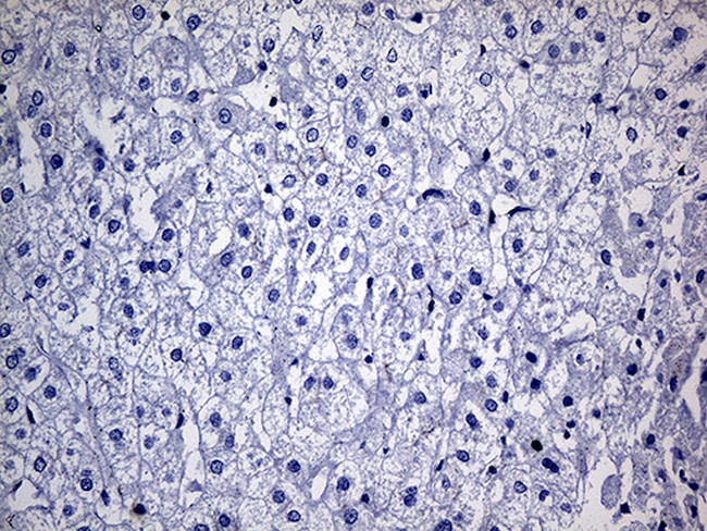 FAM151B Antibody in Immunohistochemistry (Paraffin) (IHC (P))