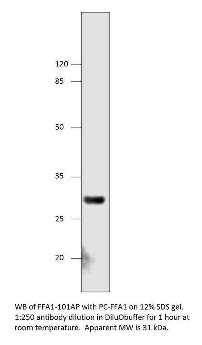 GPCR GPR40 Antibody in Western Blot (WB)