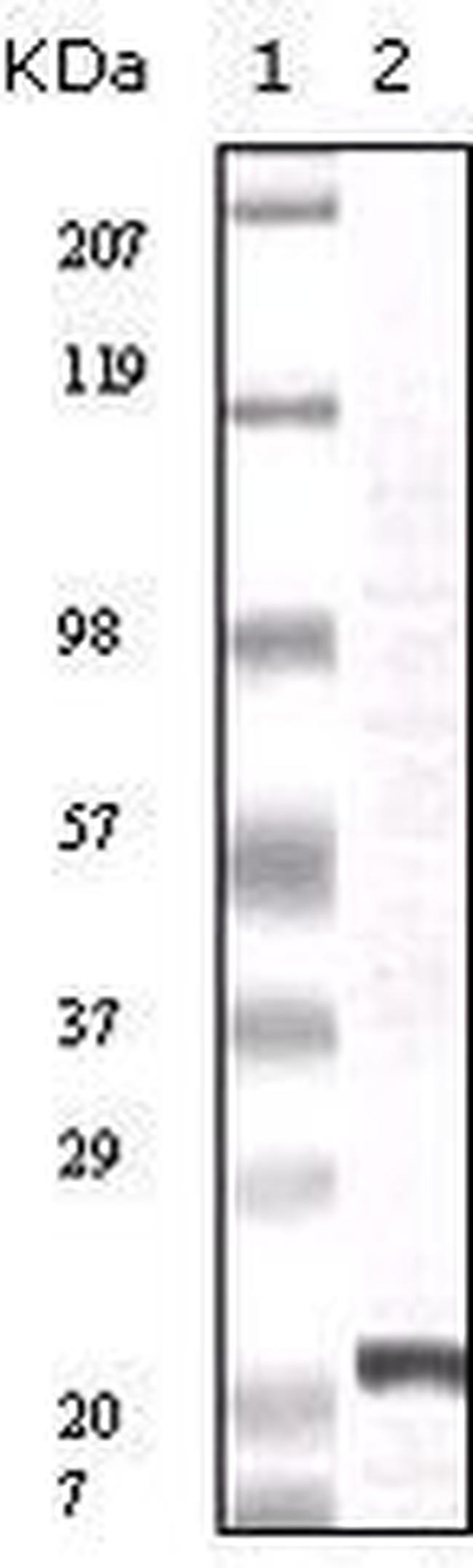 FGF2 Antibody in Western Blot (WB)