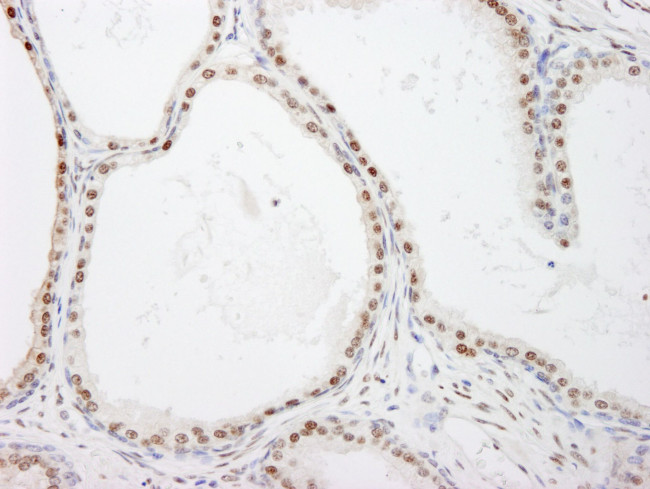 FKBP5/FKBP51 Antibody in Immunohistochemistry (IHC)