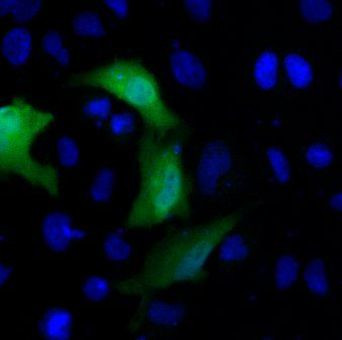 DYKDDDDK Tag Antibody in Immunocytochemistry (ICC/IF)