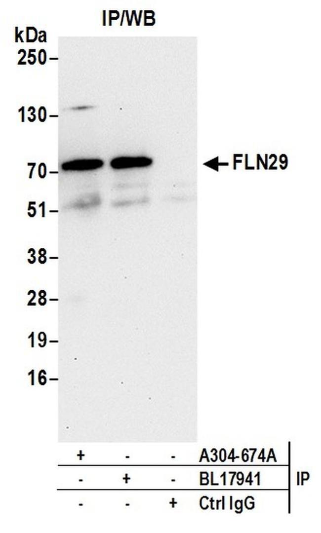 FLN29 Antibody in Western Blot (WB)