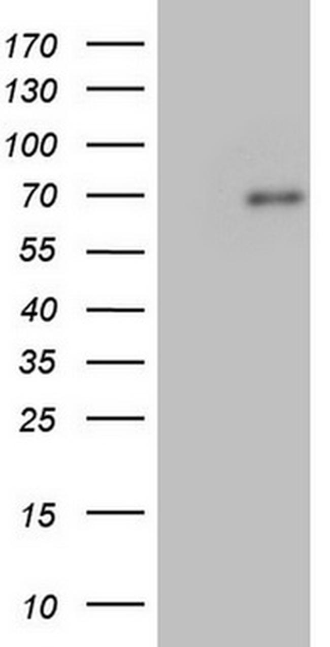 FN1 Antibody in Western Blot (WB)
