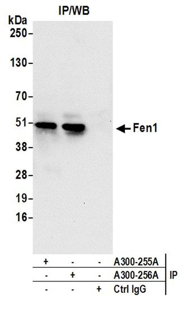 Fen1 Antibody in Western Blot (WB)