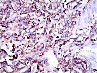 G6PD Antibody in Immunohistochemistry (Paraffin) (IHC (P))