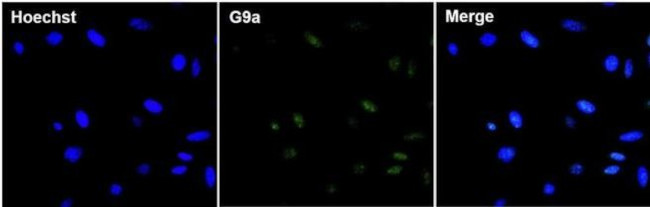 EHMT2 Antibody in Immunocytochemistry (ICC/IF)