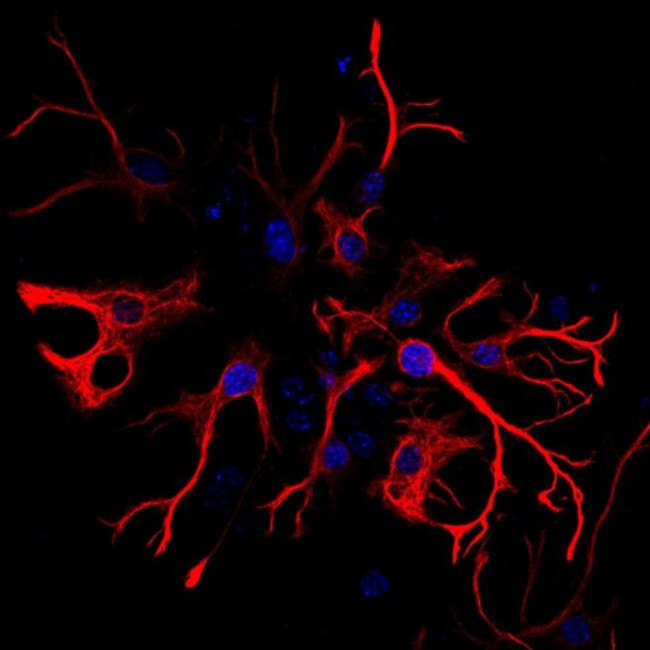 Mouse IgG (H+L) Highly Cross-Adsorbed Secondary Antibody in Immunocytochemistry (ICC/IF)