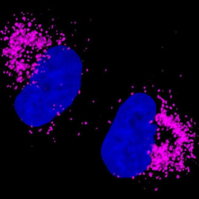 Rabbit IgG (H+L) Highly Cross-Adsorbed Secondary Antibody in Immunocytochemistry (ICC/IF)