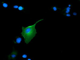 GAS7 Antibody in Immunocytochemistry (ICC/IF)