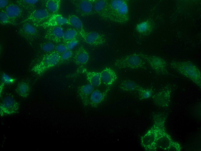 GBAS Antibody in Immunocytochemistry (ICC/IF)