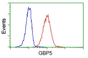 GBP5 Antibody in Flow Cytometry (Flow)