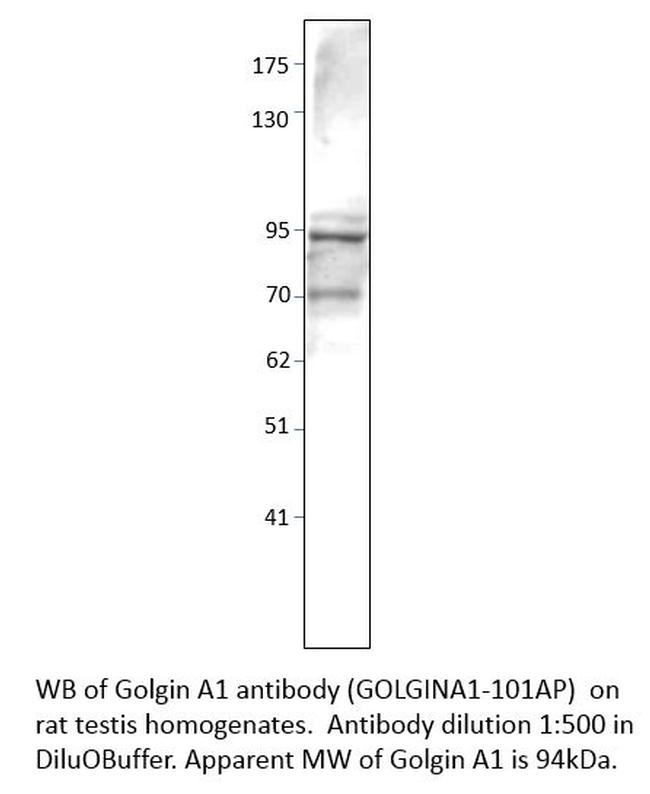 Golgin A1 Antibody in Western Blot (WB)