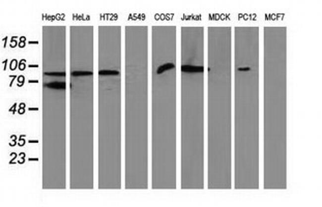 GPHN Antibody in Western Blot (WB)