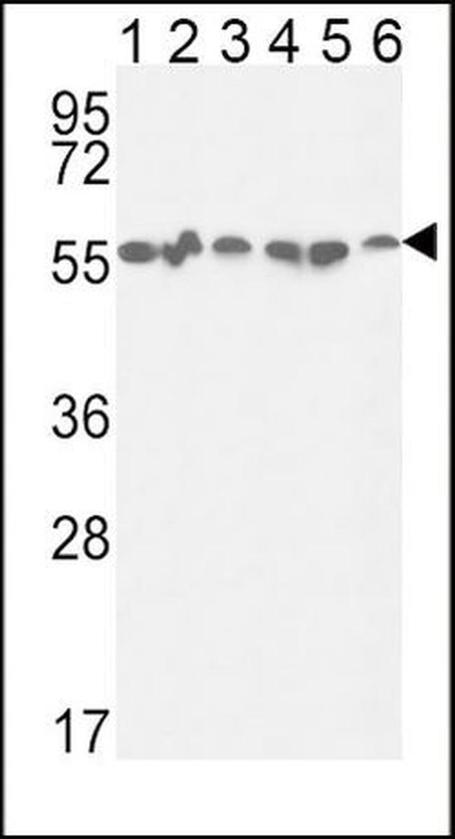 GPI Antibody in Western Blot (WB)